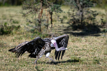 Vulture standing on the savanna with determined expression, Maasai Mara National Reserve in Kenya, African adventure safari
