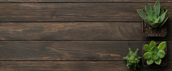 Fototapeta premium Dark wood background with succulents.