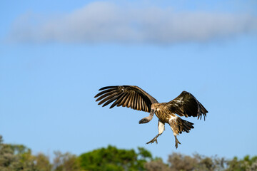 Vulture flying with feet down coming in for a landing, against a blue sky, Maasai Mara National Reserve in Kenya, African adventure safari
