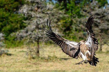 Vulture flying with feet down coming in for a landing, Maasai Mara National Reserve in Kenya, African adventure safari
