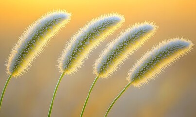 Obraz premium Four fluffy grass stalks backlit by sunset.