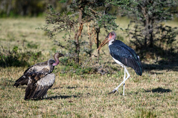 Vultures and Marabou stork feeding on the carcass of a blue wildebeest, Maasai Mara National Reserve in Kenya, part of the great migration, African adventure safari
