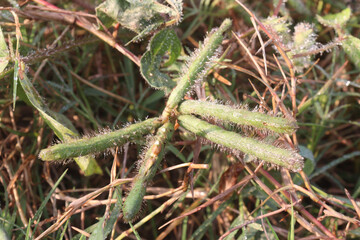 Vigna mungo plant on farm for harvest