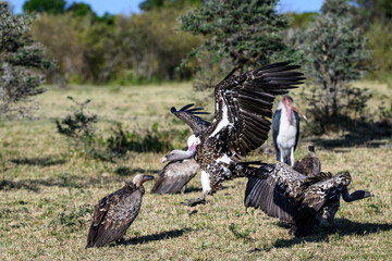 Vultures and Marabou stork feeding on the carcass of a blue wildebeest, Maasai Mara National Reserve in Kenya, part of the great migration, African adventure safari
