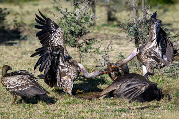Vultures feeding on the carcass of a blue wildebeest, Maasai Mara National Reserve in Kenya, part of the great migration, African adventure safari

