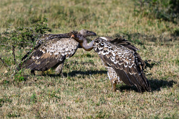 Vultures feeding on the carcass of a blue wildebeest, Maasai Mara National Reserve in Kenya, part of the great migration, African adventure safari
