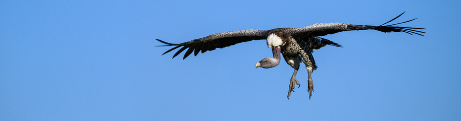 Vulture flying with feet down coming in for a landing, clear blue sky, Maasai Mara National Reserve in Kenya, African adventure safari
