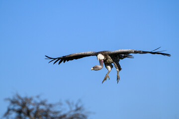 Vulture flying with feet down coming in for a landing, clear blue sky, Maasai Mara National Reserve in Kenya, African adventure safari
