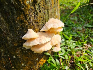 Close-up of wild mushrooms growing on a mossy tree trunk in a lush green forest under natural sunlight