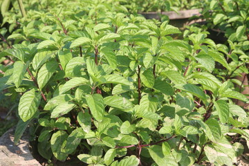 spearmint leaf spice plant on pot