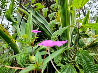 Fototapeta premium Stunning Impatiens pink blossom nestled among textured green foliage, showcasing a peaceful natural setting