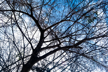 tree branches against blue sky