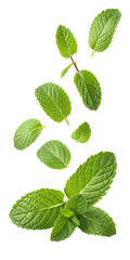Mint leaves falling on transparent background isolated background PNG