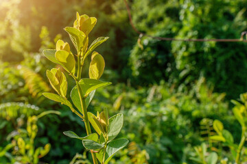 Fototapeta premium Green leaves
