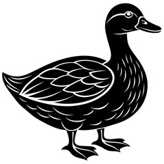 duck isolated on white