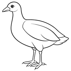 illustration of two birds