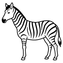 zebra vector illustration