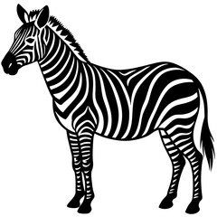 zebra vector illustration