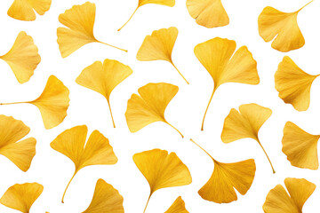 Fototapeta premium Collection of yellow ginkgo biloba leaves isolated with transparent background