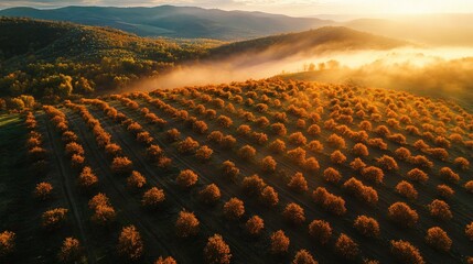 Fototapeta premium Aerial View of Beautiful Orange Trees on Hill with Mountain Background