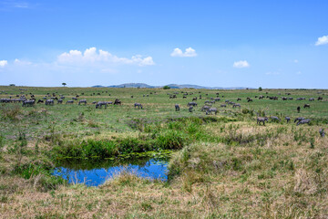 Herds of Common Zebra and Blue Wildebeest on the savanna with a small water hole, great migration, Maasai Mara National Reserve in Kenya, African adventure safari
