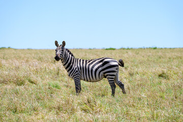 Naklejka premium Common Zebra on the savanna in the Maasai Mara National Reserve in Kenya, African adventure safari 