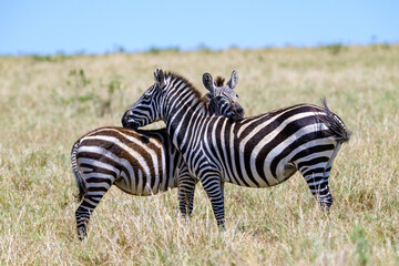 Common Zebra on the savanna in the Maasai Mara National Reserve in Kenya, African adventure safari
