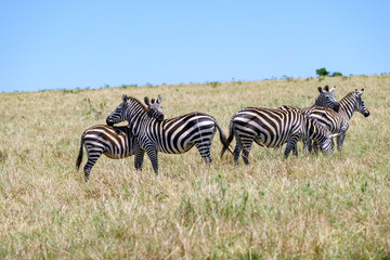 Obraz premium Common Zebra on the savanna in the Maasai Mara National Reserve in Kenya, African adventure safari 