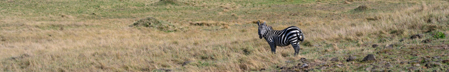 Common Zebra on a hillside in the Maasai Mara National Reserve in Kenya, African adventure safari
