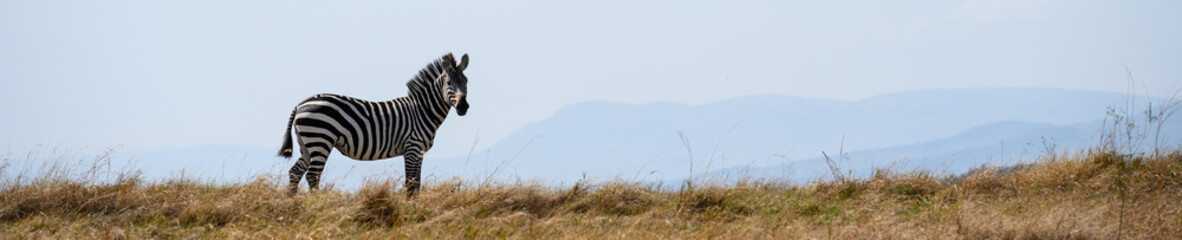 Common Zebra on a grassy ridge in the Maasai Mara National Reserve in Kenya, African adventure safari
