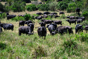 Cape Buffalo grazing in the Maasai Mara National Reserve in Kenya, African adventure safari
