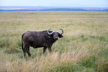 Cape Buffalo grazing in the Maasai Mara National Reserve in Kenya, African adventure safari
