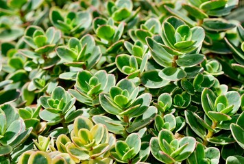 Vibrant green succulents with red edges in sunlight
