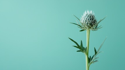 Delicate Green Thistle on Calm Turquoise Background