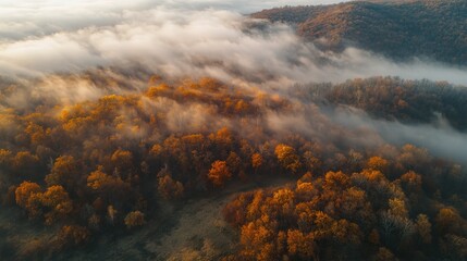 Fototapeta premium Aerial View of Beautiful Orange Trees on Hill Surrounded by Mist