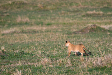 Lion cub practice stalking and hunting in the Maasai Mara National Reserve in Kenya, African adventure safari
