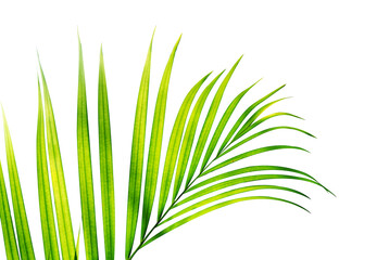 palm leaf isolated on white