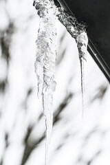 Long Thin Icicles Hanging from a Thatched Roof