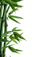 Bamboo growth and care techniques natural environment plant photography greenery close-up sustainable living