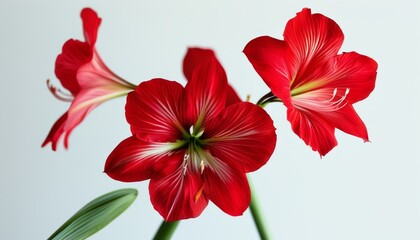Vibrant Red Flowers Against Soft Background for Elegant Floral Decor or Design Projects