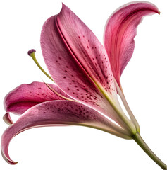 Beautiful Oriental Lily flower petal clipart for stunning designs.