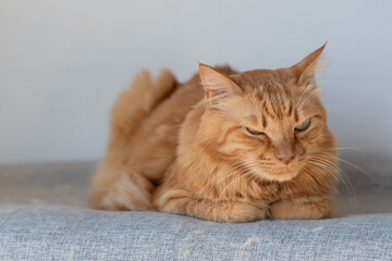 室内でくつろぐ可愛い猫　茶トラ猫