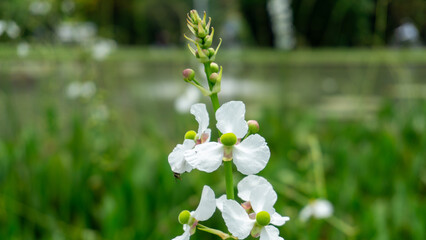 The intricate details of a Sagittaria latifolia flower are revealed in this close-up shot. Its pure white petals and yellow center contrast beautifully with the green foliage