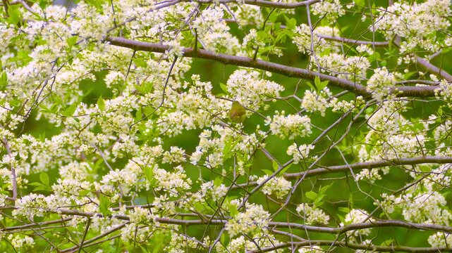 Tennessee Warbler or Philadelphia Vireo or Warbling Vireo or Red Eyed Vireo on the branch of a tree with white blooming flowers