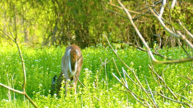 Beautiful white-tailed doe, female deer grazing on the fresh grass in nature. Static shot
