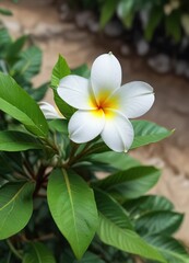 A single white plumeria flower blooming on a small green leaf in a dense garden, hibiscus, leaf