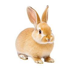 Obraz premium Cute rabbit with soft fur sitting on transparency background, looking curious