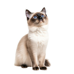 Graceful Siamese cat with striking blue eyes sitting elegantly