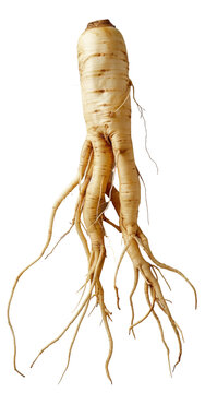 Freshly harvested ginseng root with prominent tapering shape and fine intricate root structure, showcasing natural earthy tones