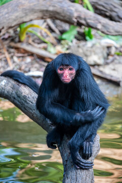Red-Faced Spider Monkey